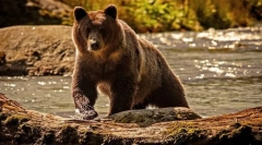 Гризли мечка